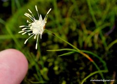 Juncus thomsonii