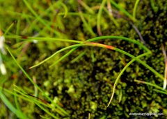 Juncus thomsonii