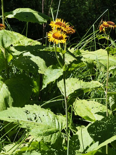 Telekia speciosa