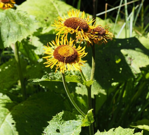 Telekia speciosa