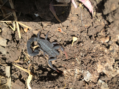 Hottentotta judaicus
