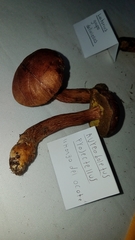 Aureoboletus projectellus