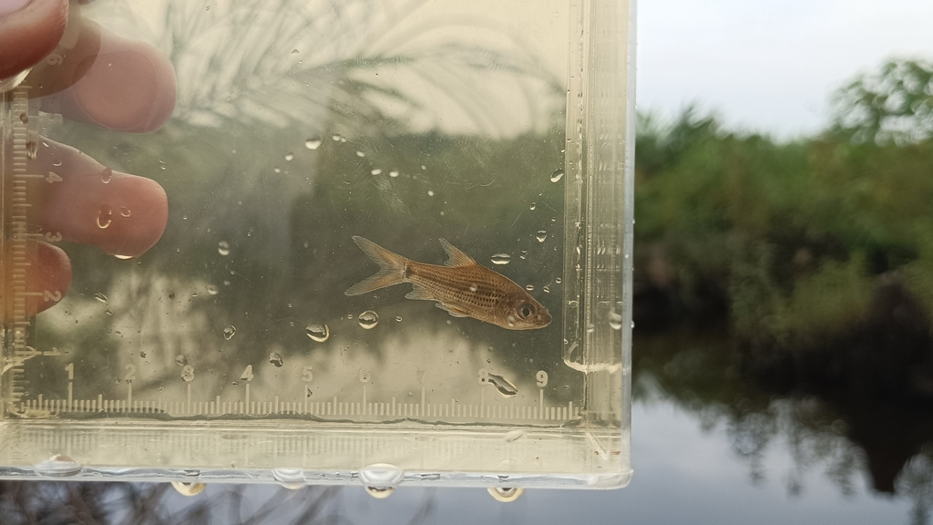 Beardless Barb (Cyclocheilichthys apogon)