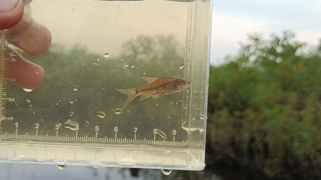 Beardless Barb (Cyclocheilichthys apogon)