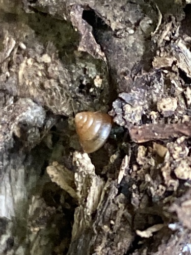 Kaliella barrakporensis, 2025-02-02