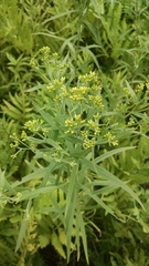 Euthamia graminifolia nuttallii