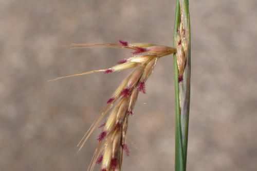 Image of Polytrias indica by no rights reserved