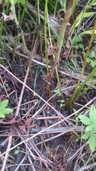Euthamia graminifolia nuttallii