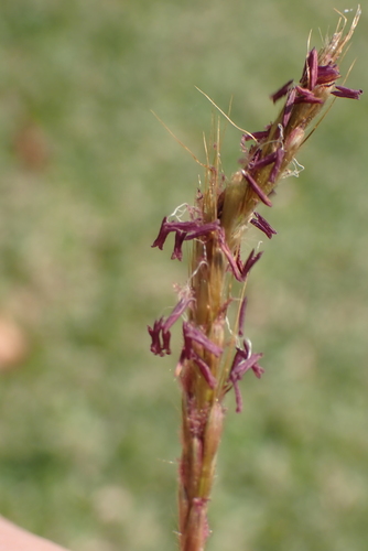 Image of Polytrias indica by no rights reserved