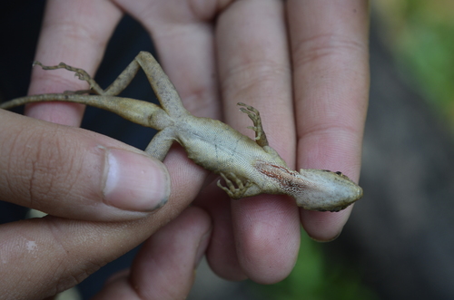 Hidalgo Anole