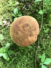 Boletus subluridellus