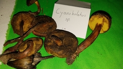 Cyanoboletus