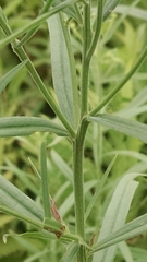 Euthamia graminifolia nuttallii