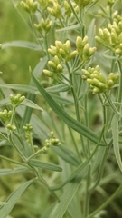 Euthamia graminifolia nuttallii