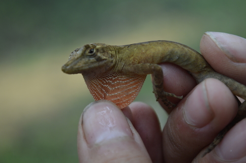 Hidalgo Anole
