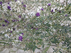 Medicago lessingii