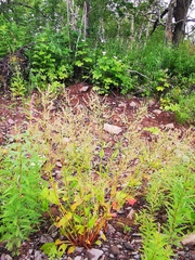 Rumex lapponicus