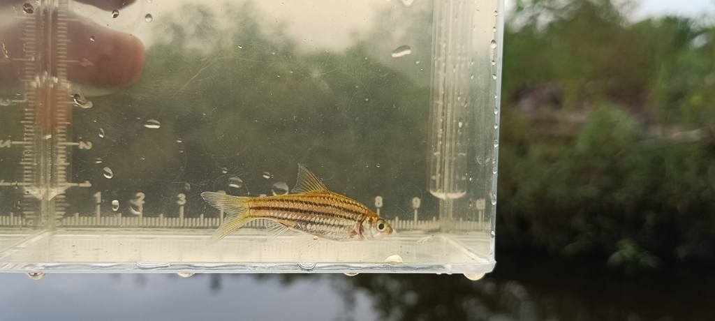 Desmopuntius gemellus (Desmopuntius gemellus)