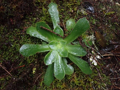 Aeonium cuneatum