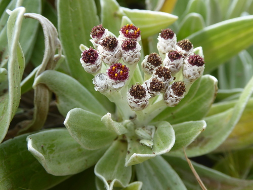 Helichrysum devium (Helichrysum devium)