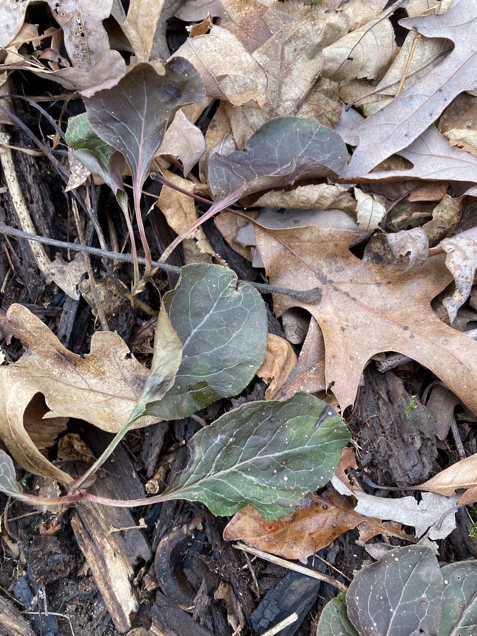 Imagem de Pyrola