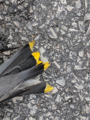 Cedar Waxwing photographed in Kentucky