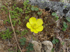 Ranunculus nigrescens