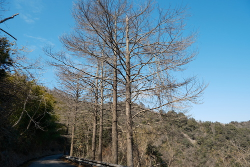 Pseudolarix amabilis, photograph 5