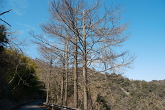 王天, CC BY, iNaturalist via GBIF Pseudolarix amabilis, photograph 王天, CC BY, iNaturalist via GBIF
