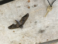 Adhemarius tigrina