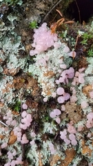 Phyllobaeis erythrella