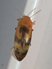 Diclidia