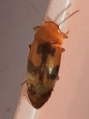 Diclidia