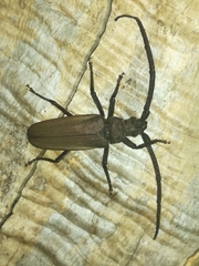 Aegosoma scabricorne