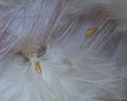 Poultry Shaft Louse