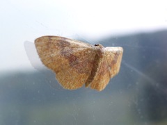 Leptostales ferruminaria