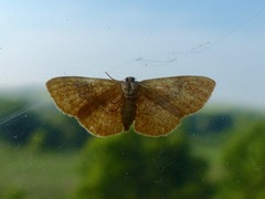 Leptostales ferruminaria