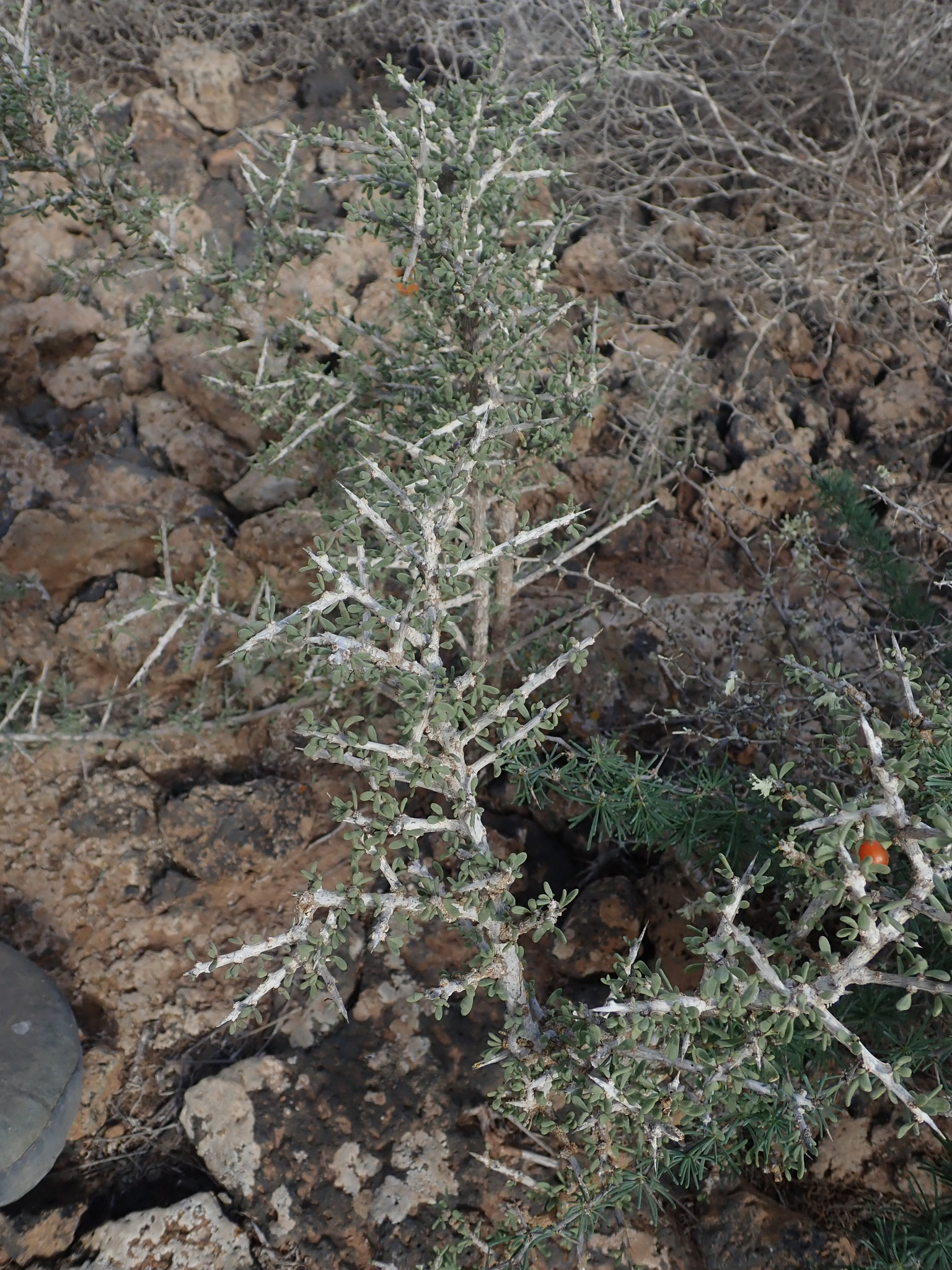 Lycium intricatum