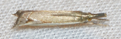 Raphiptera argillaceellus