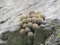 Mammillaria scrippsiana