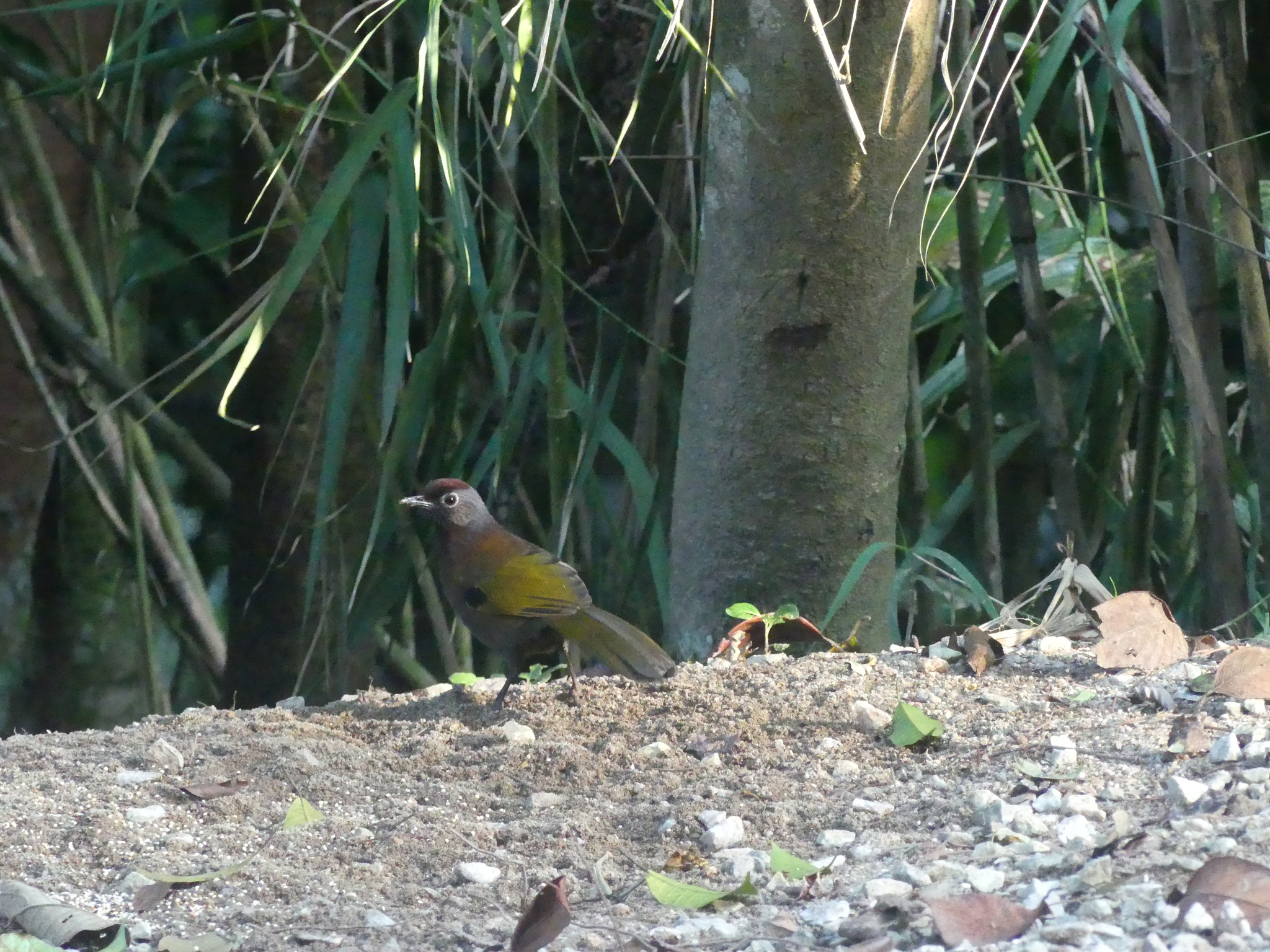 Malayan Laughingthrush (Trochalopteron peninsulae), photo 8