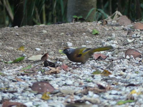 Malayan Laughingthrush (Trochalopteron peninsulae), photo 5