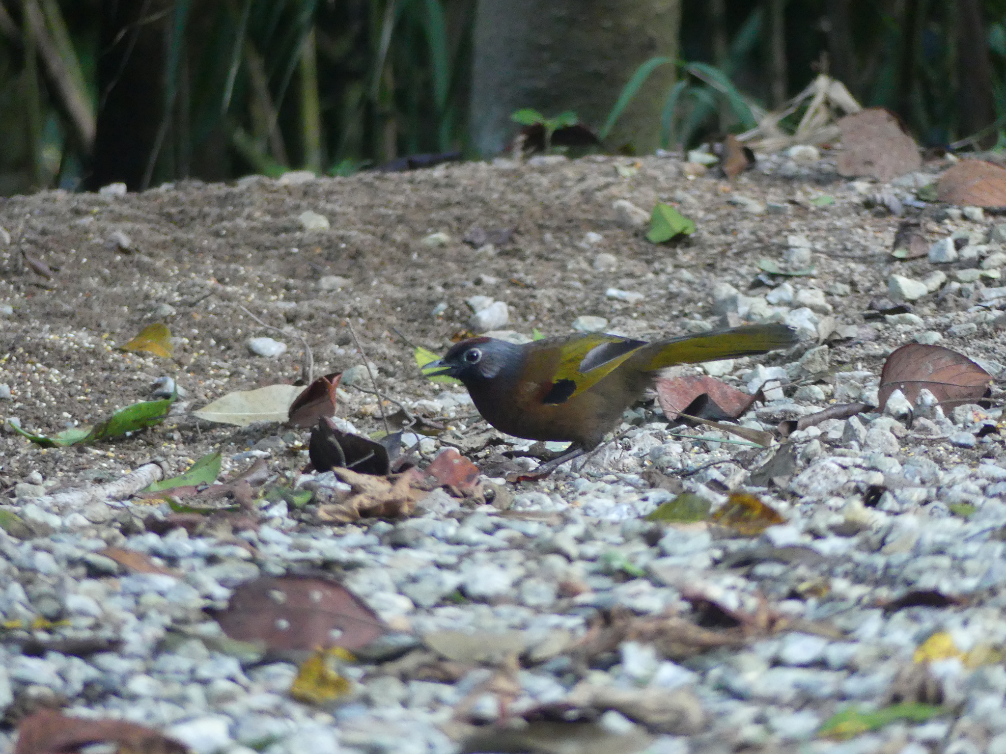Malayan Laughingthrush (Trochalopteron peninsulae), photo 9