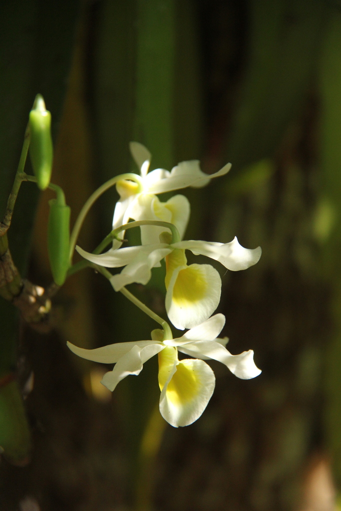 Dendrobium signatum Rchb.f. 3