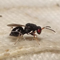Eurytominae