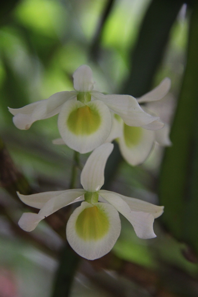Dendrobium signatum Rchb.f. 4
