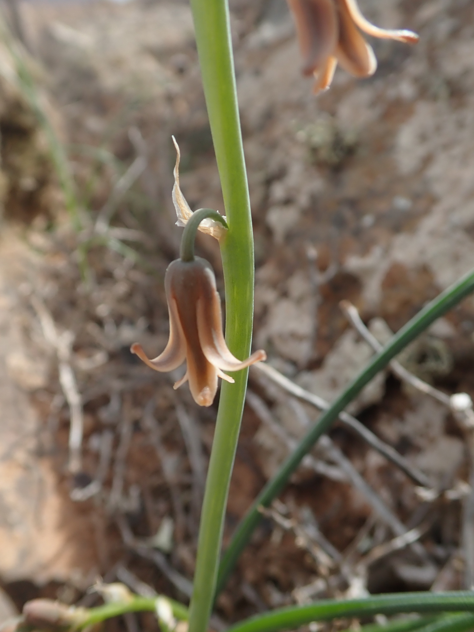 Dipcadi serotinum
