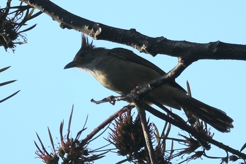 Puff-throated Bulbul (Alophoixus pallidus), photo 6