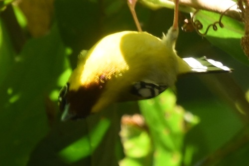 Clicking Shrike-babbler (Pteruthius intermedius)