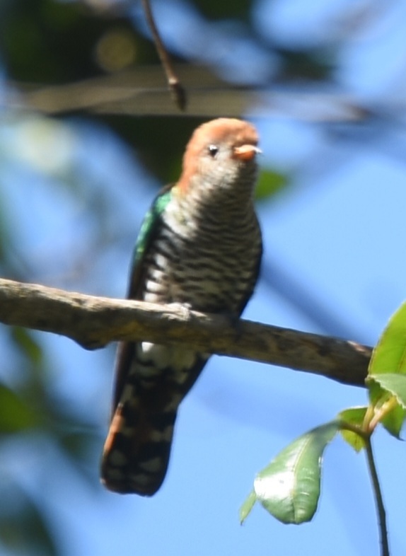 Asian Emerald Cuckoo (Chrysococcyx maculatus), photo 6